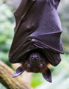 Bats Control