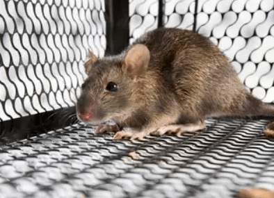 Rats Control
