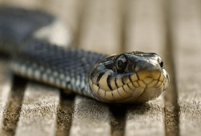 Snakes Control